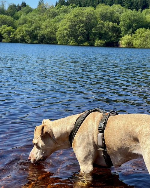 Dog wearing green non-stop dogwear harness in a lake