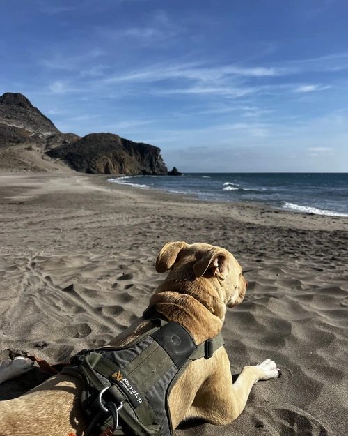 Dog wearing green non-stop dogwear harness lying on the beach