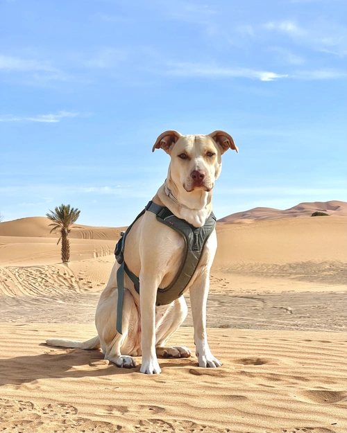 Dog wearing green non-stop dogwear harness in the sahara desert