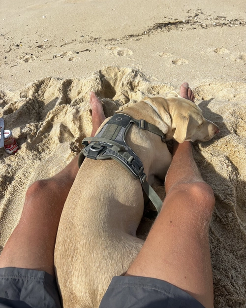 Dog wearing green non-stop dogwear harness on the beach