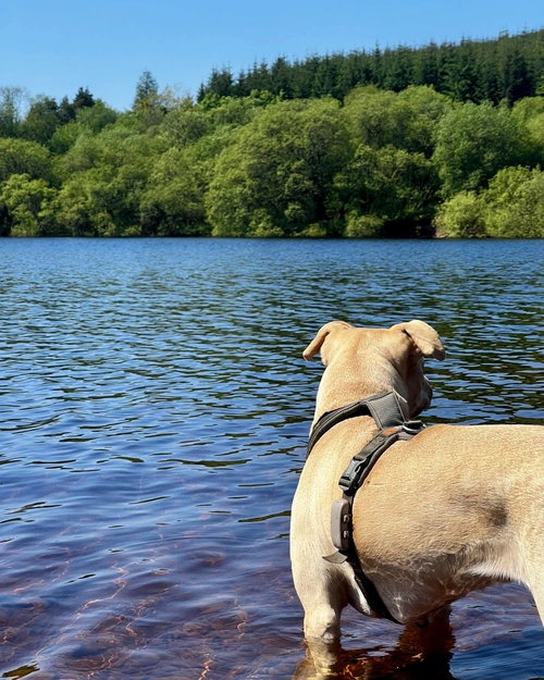 golden dog in a lake with tractive device on