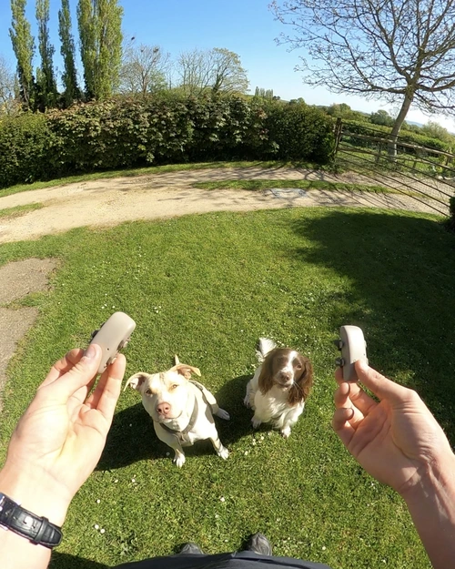 tractive devices and dogs