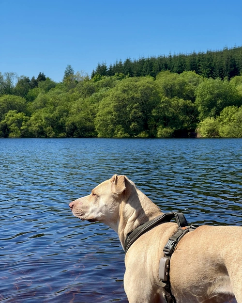 dog wearing Tractive GPS device.